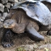 tortoise_galapagos_pa_h_0078_ecu2108.jpg